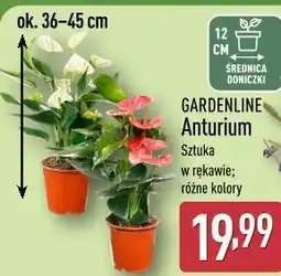 ALDI GARDENLINE Anturium oferta