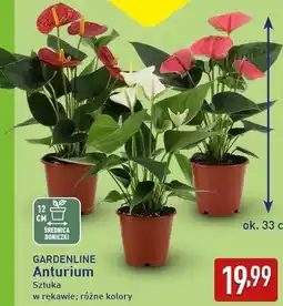 ALDI GARDENLINE Anturium oferta