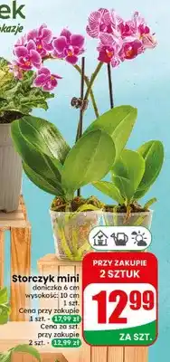 Dino Storczyk mini oferta