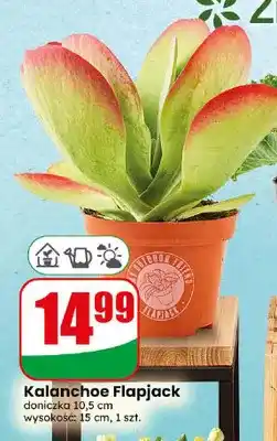Dino Kalanchoe Flapjack oferta