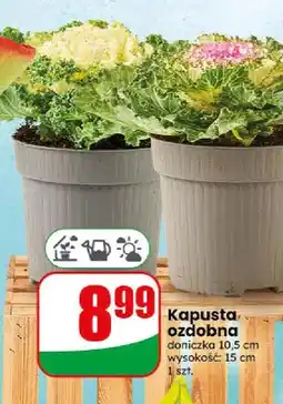 Dino Kapusta ozdobna oferta