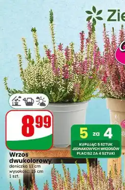 Dino Wrzos dwukolorowy oferta