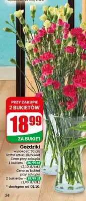 Dino Goździki oferta