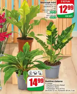 Dino Roślina zielona Zielistka Princess Mabel oferta