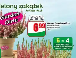 Dino Wrzos Garden Girls oferta