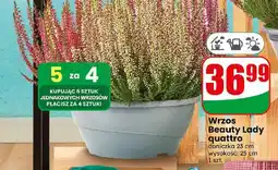 Dino Wrzos Beauty Lady quattro oferta