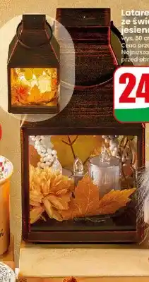 Dino Latarenka ze świecą jesienna LED oferta