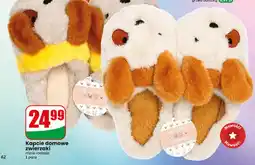 Dino Kapcie domowe zwierzaki oferta