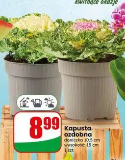Dino Kapusta ozdobna oferta