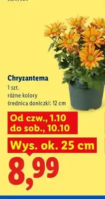 Lidl Chryzantema oferta