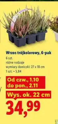 Lidl Wrzos trójkolorowy 6-pak oferta