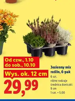 Lidl Jesienny mix roślin 6-pak oferta