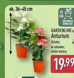 ALDI Anturium Gardenline oferta