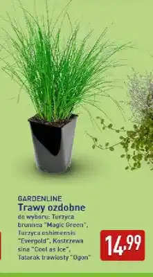 ALDI Trawa ozdobna Turzyca brunnea Magic Green Gardenline oferta