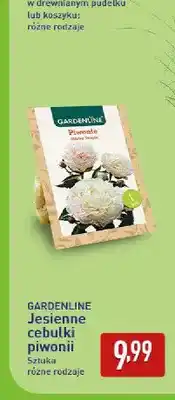 ALDI Jesienne cebulki piwonii Gardenline oferta