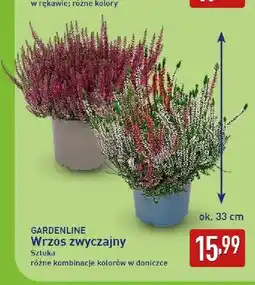 ALDI Wrzos zwyczajny Gardenline oferta