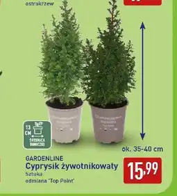 ALDI Cyprysik żywotnikowaty odmiana Top Point Gardenline oferta