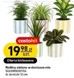 Castorama Rośliny zielone w doniczce mix oferta