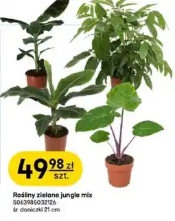 Castorama Rośliny zielone jungle mix oferta