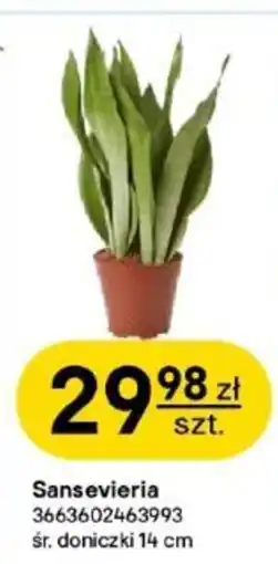 Castorama Sansevieria oferta