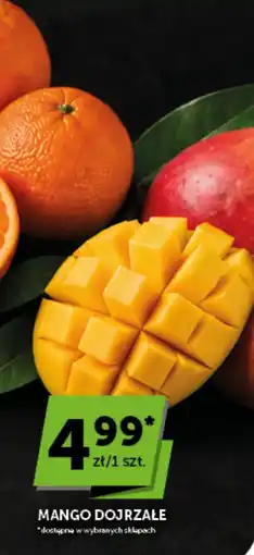 Groszek Mango Dojrzałe oferta