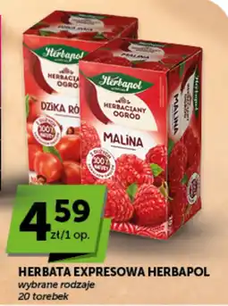 Groszek Herbata Expressowa Herbapol oferta