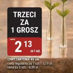 bi1 Chryzantema oferta