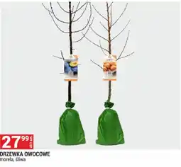 Merkury Market Drzewka owocowe morela, śliwa oferta