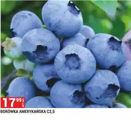 Merkury Market Borówka Amerykańska oferta