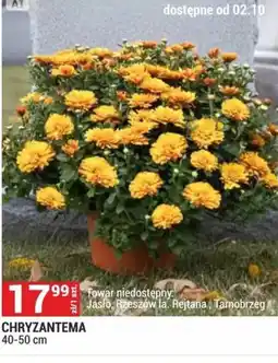 Merkury Market CHRYZANTEMA oferta