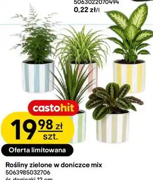 Rośliny zielone w doniczce mix