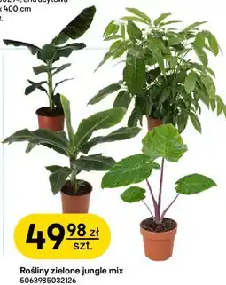Castorama Rośliny zielone jungle mix oferta