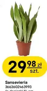 Castorama Sansevieria oferta
