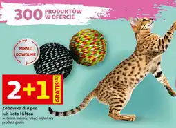 Auchan Zabawka dla psa lub kota Hilton oferta
