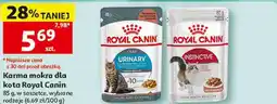 Auchan Karma mokra dla kota Royal Canin oferta