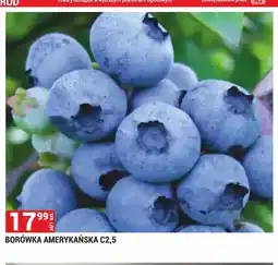 Merkury Market Borówka amerykańska C2,5 oferta