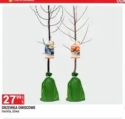 Merkury Market Drzewka owocowe morela oferta