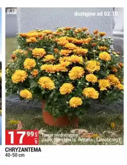 Merkury Market Chryzantema 40-50 cm oferta