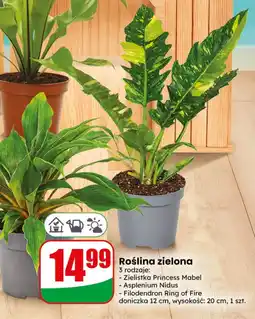 Dino Roślina w doniczce Princess oferta