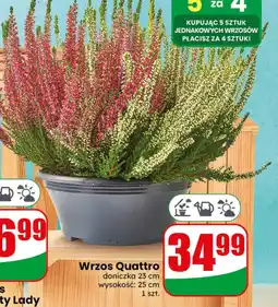 Dino Wrzos Quattro oferta