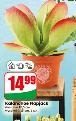 Dino Kalanchoe oferta