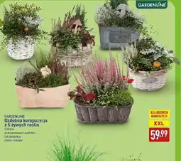 ALDI Kompozycja roślinna Gardenline oferta