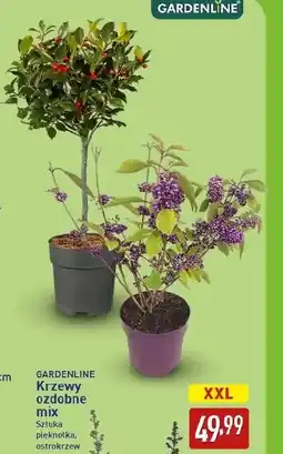 ALDI Krzew Gardenline oferta