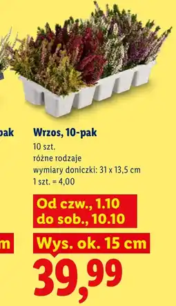 Lidl Wrzos Ok oferta