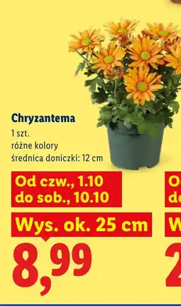Lidl Chryzantema Ok oferta