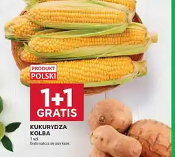 Stokrotka Kukurydza Kolba oferta