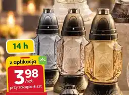 Stokrotka Lampki oferta