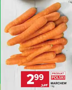 Stokrotka Marchew oferta