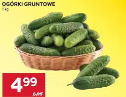 Stokrotka Ogórki Gruntowe oferta