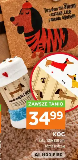 Stokrotka Koc oferta
